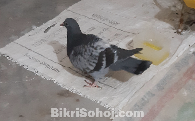 মাক্সি রেসার সিঙ্গেল বাচ্চা বিক্রি করা হবে